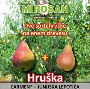 Hruška 2 sorti (Carmen in Junijska lepotica)