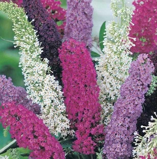 Buddleja davidii - metuljnik, budleja