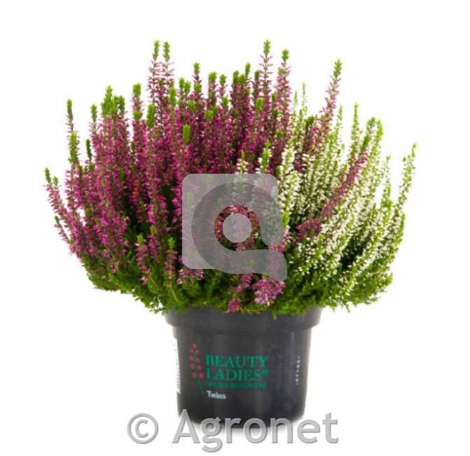 Calluna beauty ladies (Jesenska vresa) ø 9,5 Twins