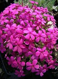 Plamenka Phlox douglasii 'Crackerjack'