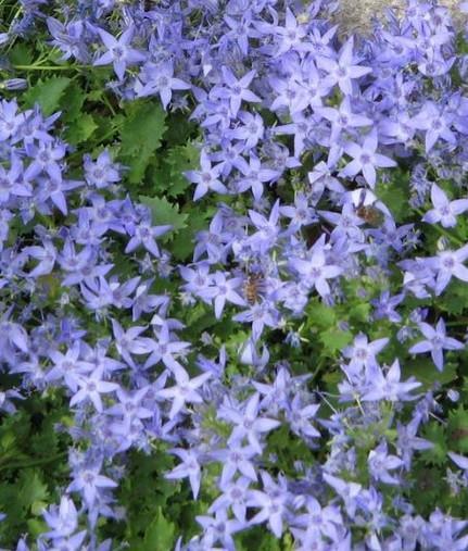 Garganska zvončnica Campanula garganica