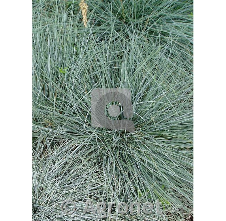 Sinjezelena bilnica Festuca glauca 'Elijah Blue'