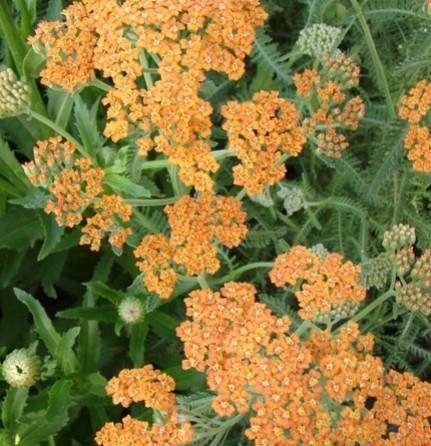 Rman Achillea 'Terra Cotta'