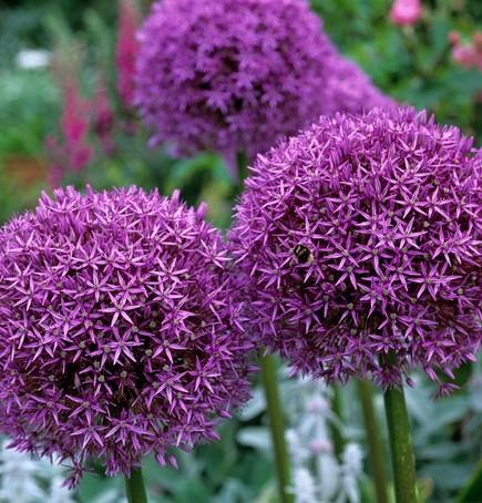 Orjaški luk Allium 'Globemaster'