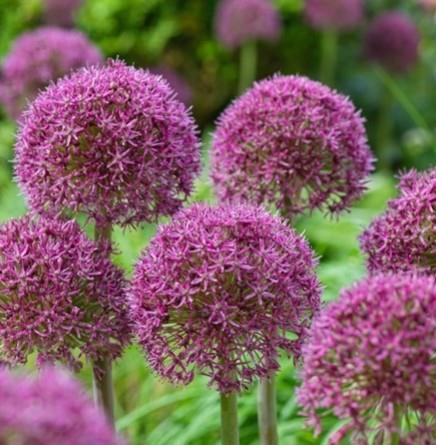 Purpurni okrasni luk Allium 'Ostara'