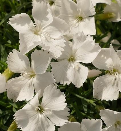 Nageljček Dianthus gratianopolitanus 'La Bourboule White'