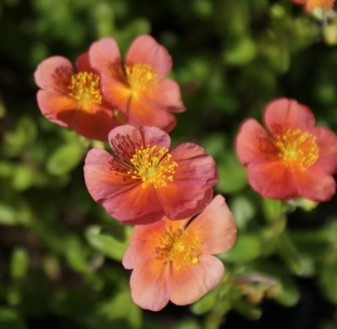 Sončece - popon Helianthemum 'Mette'