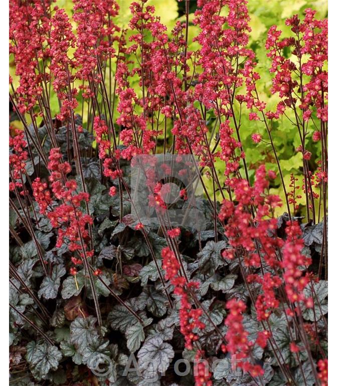 Hojhera-ognjeni dež Heuchera 'Hollywood'