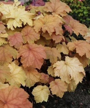 Hojhera-ognjeni dež Heuchera 'Kassandra'