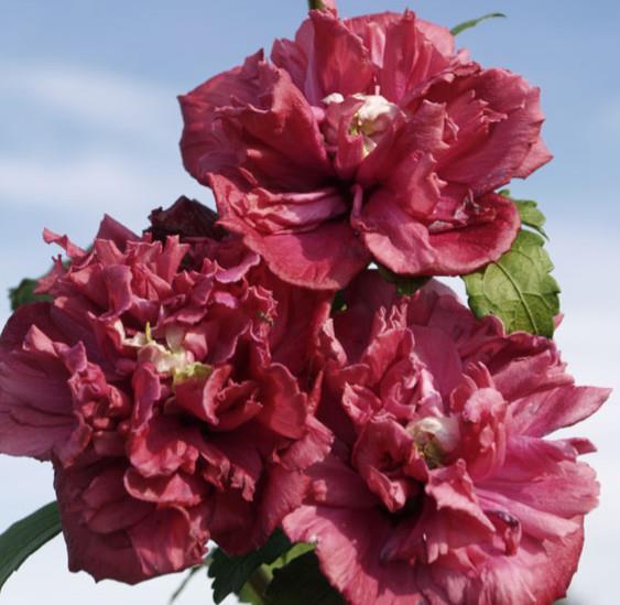 Hibiskus Hibiscus 'Plum Crazy'