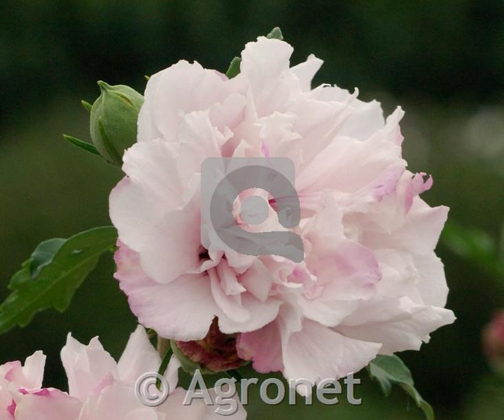 Hibiskus French Cabaret Pastel