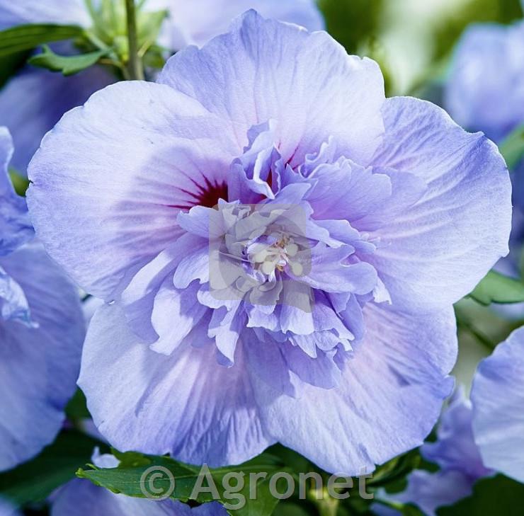 Hibiskus Blue Chiffon