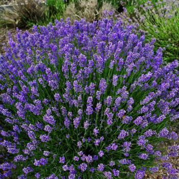 Lavanda Lavandula angustifolia 'Hidcote'