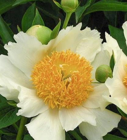 Potonika Paeonia 'Claire de Lune'