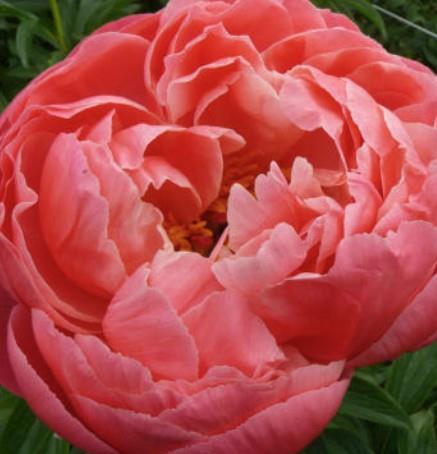 Potonika Paeonia hybrida 'Coral Charm'