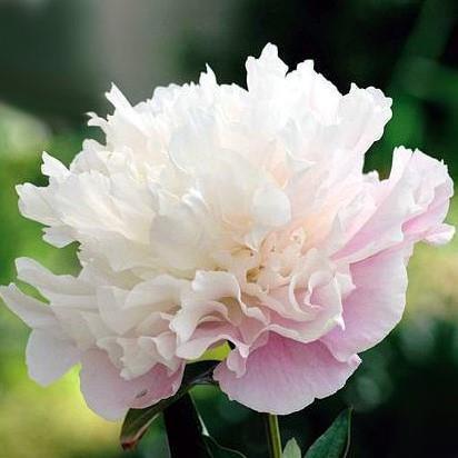 Potonika Paeonia lactiflora 'Alertie'