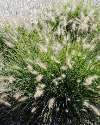 Lisičjerepa perjanka Pennisetum alopecuroides 'Hameln'