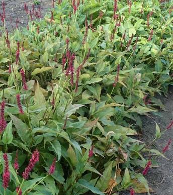 Perjanka Persicaria amplexicaulis 'Dark Red'