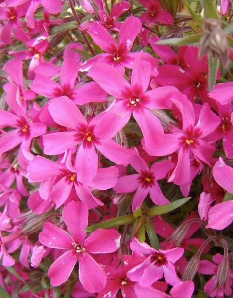 Plamenka Phlox subulata 'Atropurpurea'