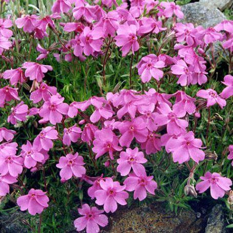 Plamenka Phlox subulata 'Samson'