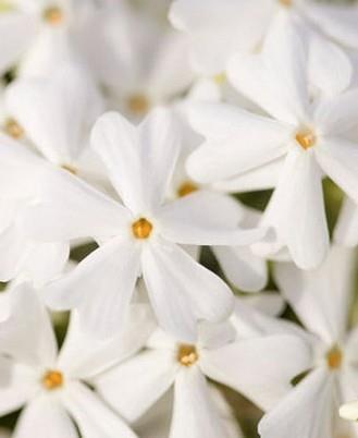 Plamenka Phlox subulata 'Snowflake'