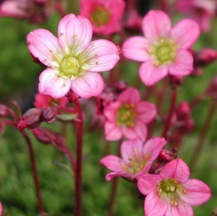 Kamnokreč Saxifraga 'Pixie'