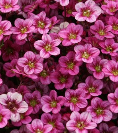 Kamnokreč Saxifraga x arendsii 'Marto Rose'