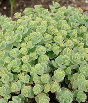 Homuljica-oktobrovka Sedum sieboldii