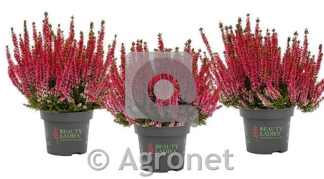 Calluna Beauty Ladies