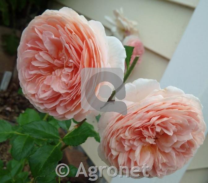 Vrtnica Abraham Darby