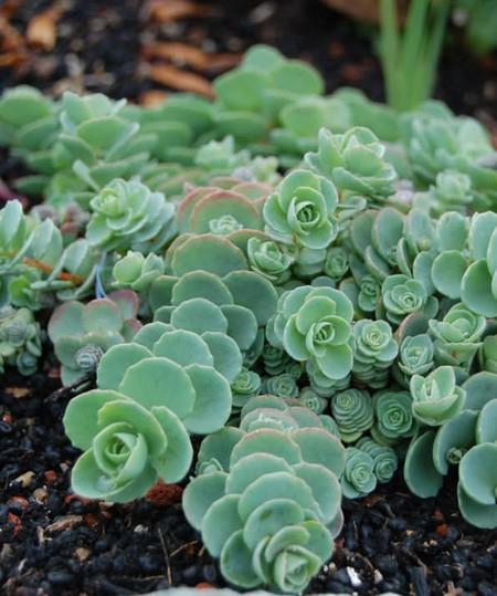 Jesenska homuljica Sedum ewersii