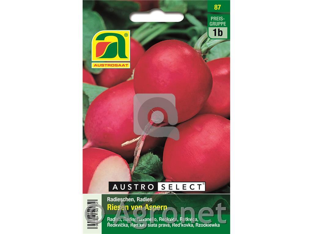 Redkvica Riesen von Aspern 10g