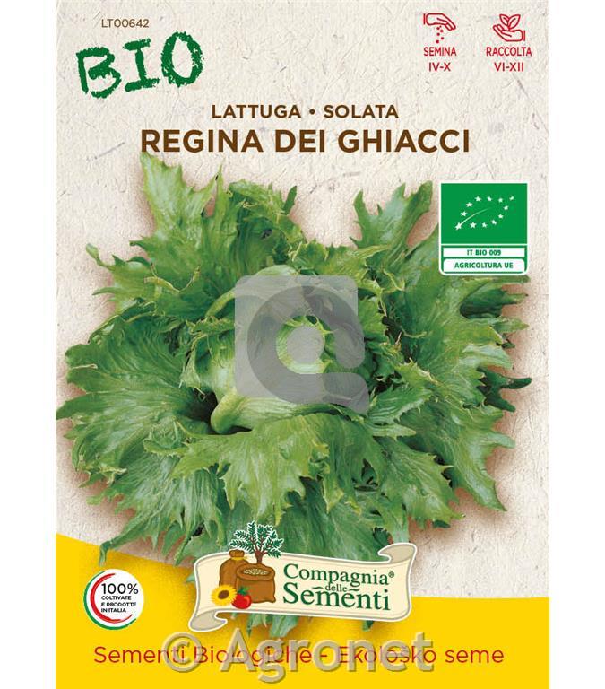 Solata Regina EKO 7 g