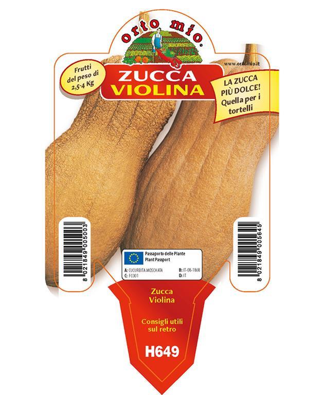 Buča maslenka Violina, 1 kos