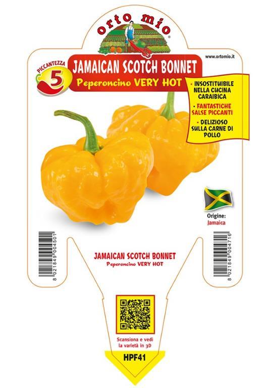 Čili Jamaican Scotch Bonnet, 1 kos