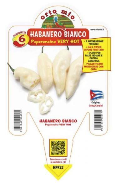 Čili Habanero White, 1 kos