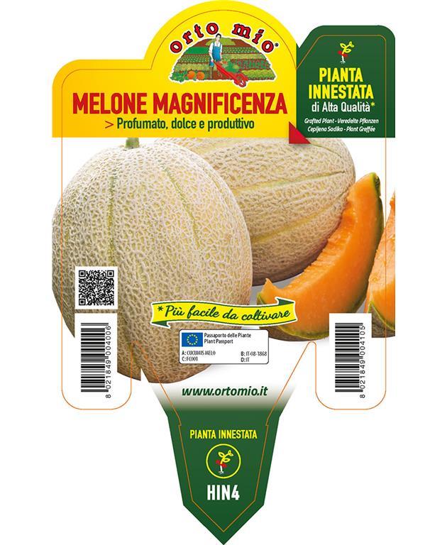 Melona cepljena rebrasta Magnificenza F1, 1 kos