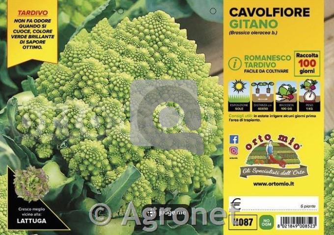 Cvetača Romanesco pozna Gitano F1, 6 kos