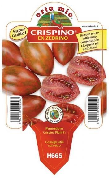 Paradižnik ovalni progasti Crispino Plum F1, 1 kos