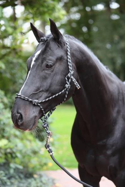 Povodec Pony, mornarsko/bež