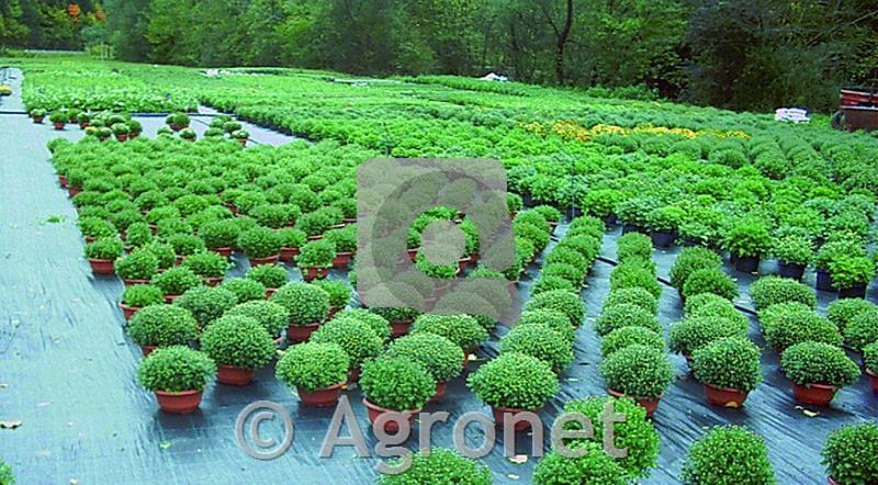 Agrotekstil 100 g/m² (1,5 m)