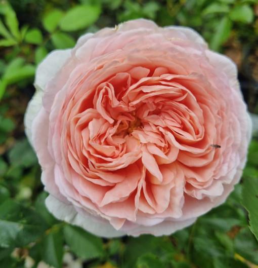 Vrtnica Abraham Darby