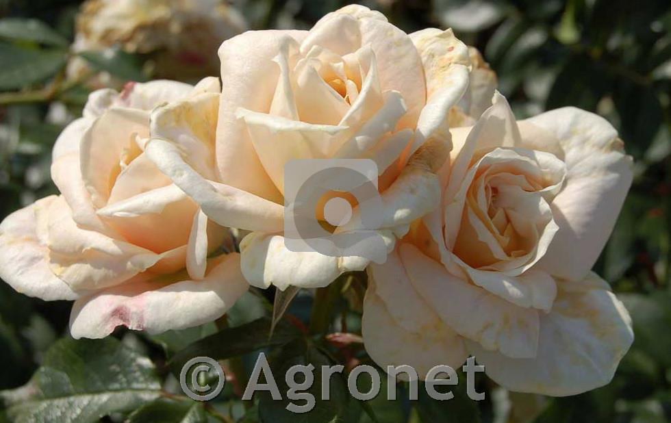 Stebelna vrtnica Lions Rose