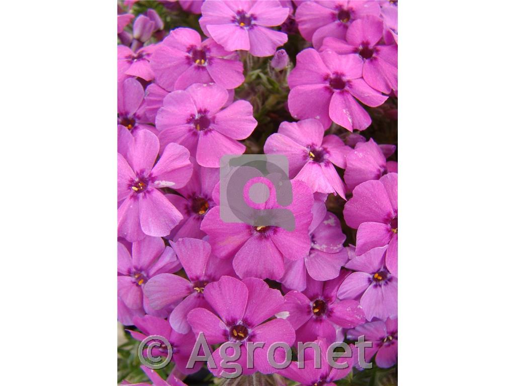 Plamenka Phlox douglasii 'Crackerjack'