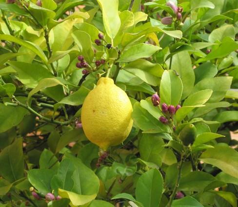 Citrus limonum - limona