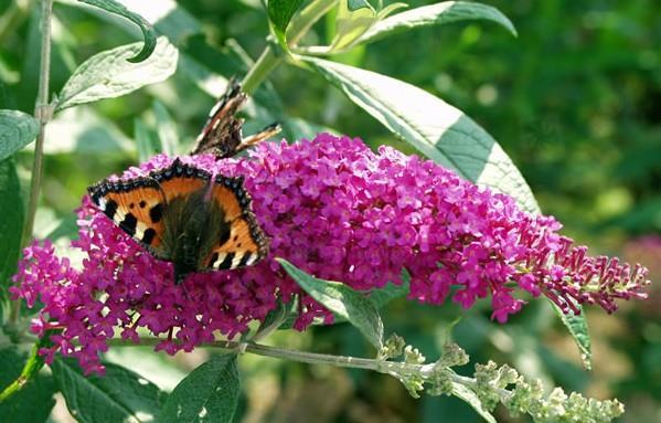 Buddleja davidii - metuljnik, budleja