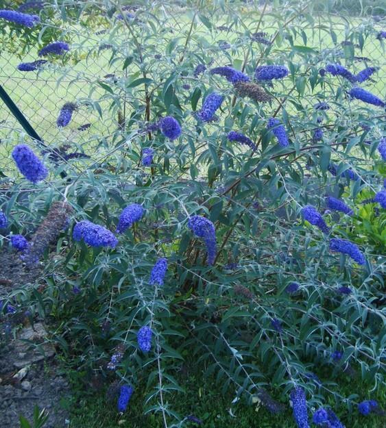 Buddleja davidii - metuljnik, budleja