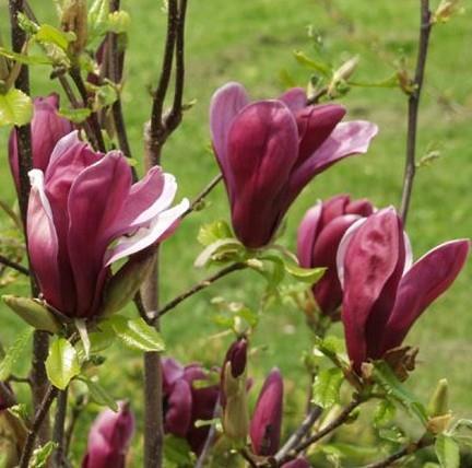 Magnolia liliflora "Nigra" - lilijsko cvetna magnolija