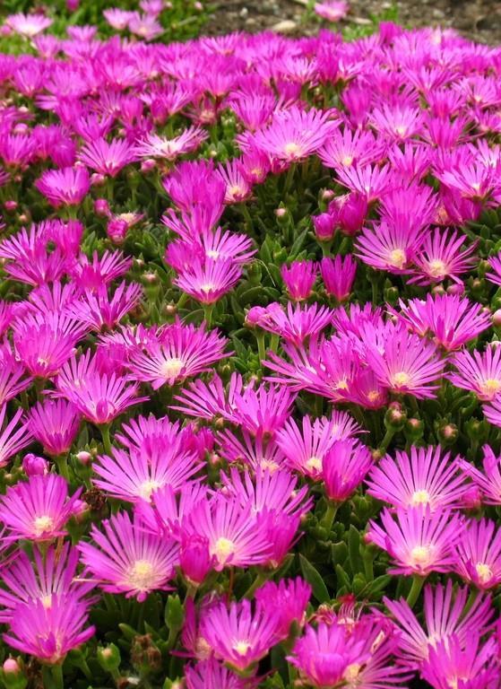 Delosperma, 1 kos