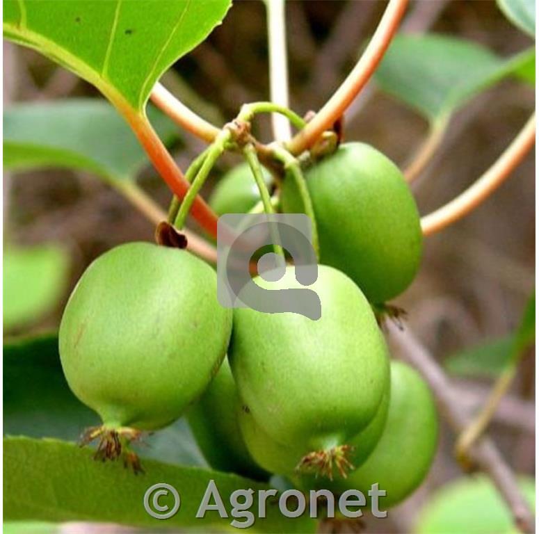 Kivi (Actinidia arguta) Issai